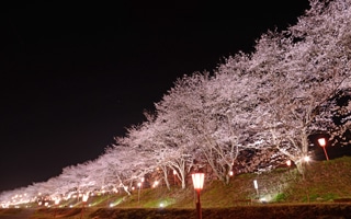 久世トンネル桜